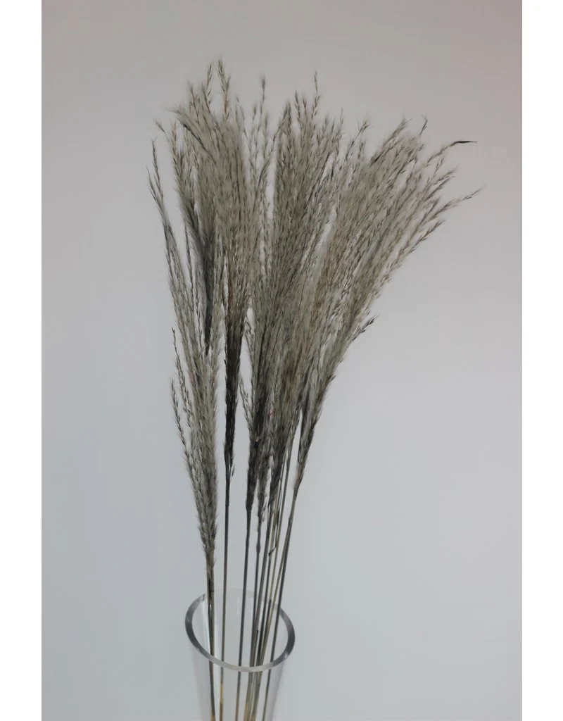 Dried Silver Grass - Grey Bunch, 10 Stems, 70 cm