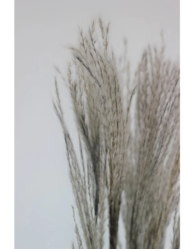 Dried Silver Grass - Grey Bunch, 10 Stems, 70 cm - Image 2