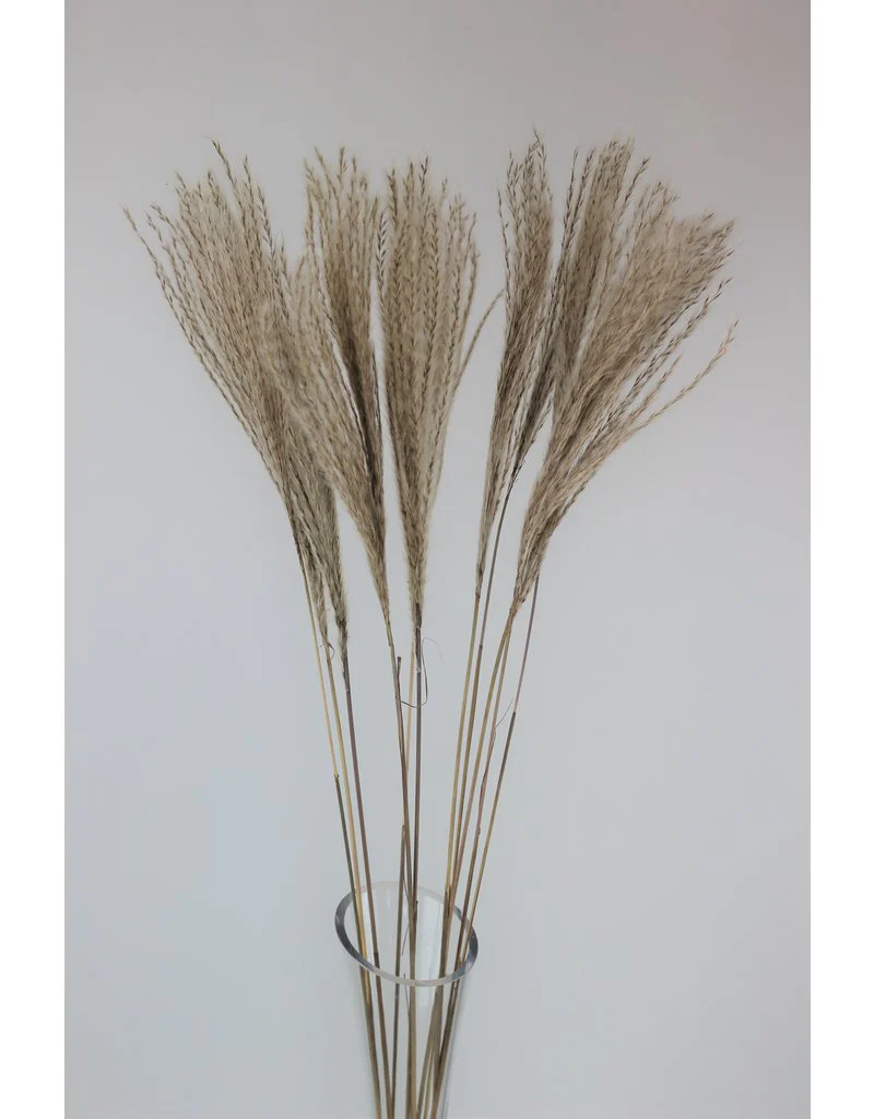 Fluffy Dried Silver Grass - Natural, 10 Stems, 70 cm
