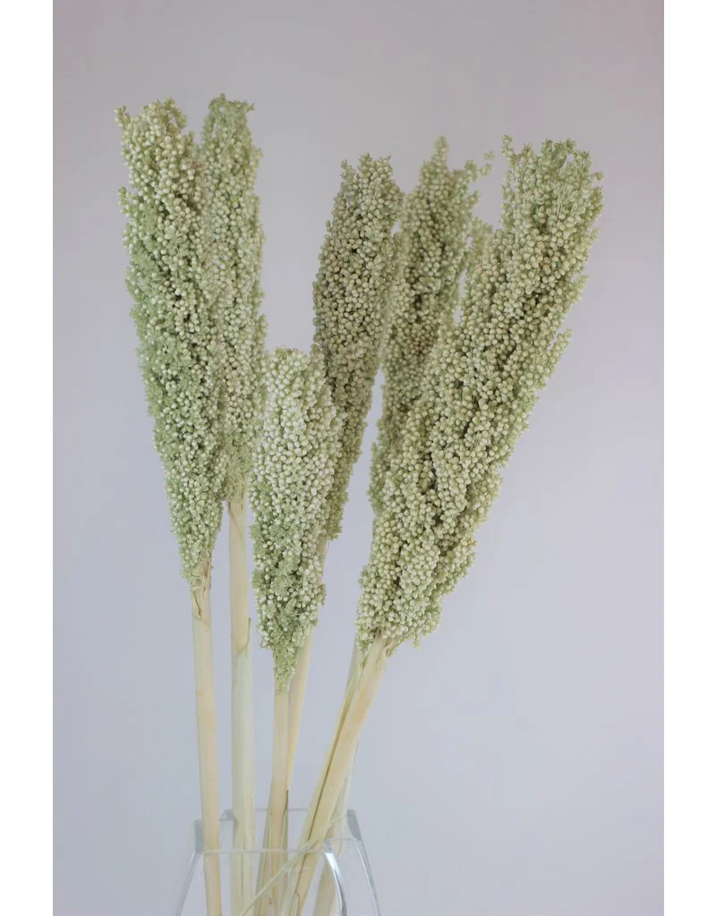 Dried Sorghum - Mint Green, 6 Stems, 70 cm