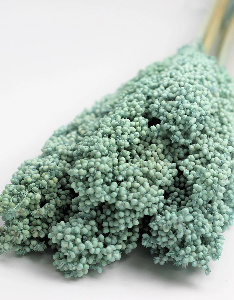 Dried Sorghum - Turquoise, 6 Stems, 70 cm