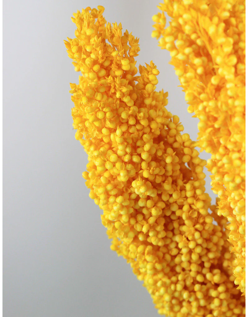 Dried Sorghum - Yellow, 6 Stems, 70 cm - Image 2