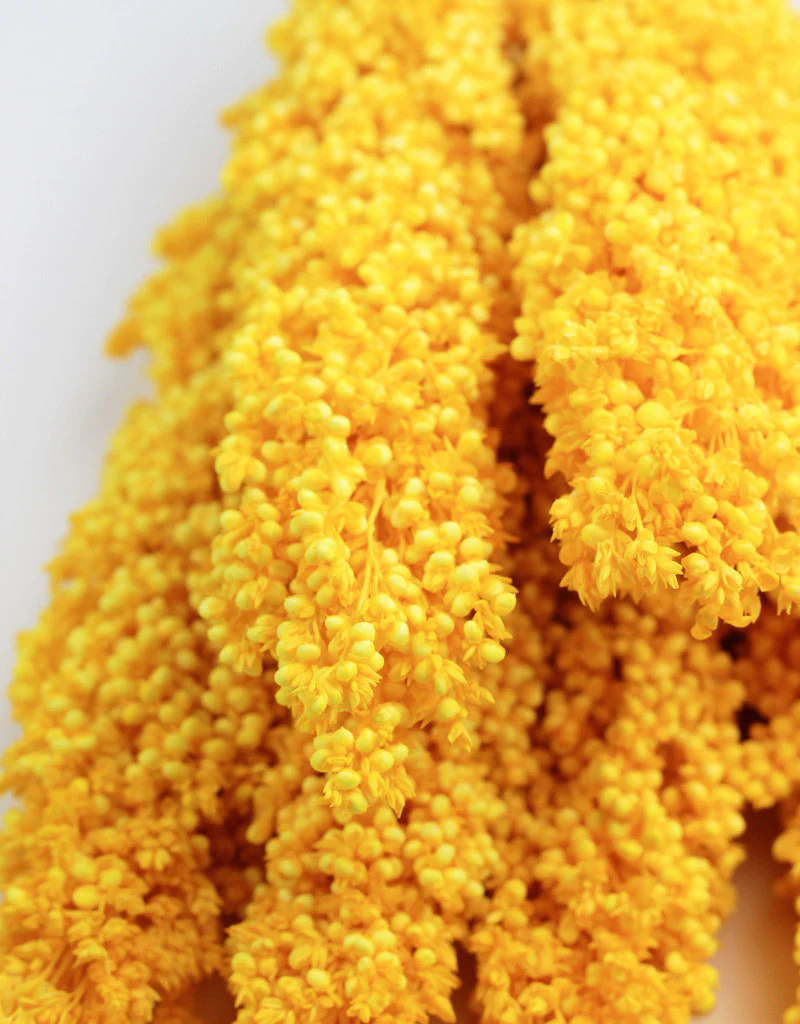 Dried Sorghum - Yellow, 6 Stems, 70 cm - Image 4