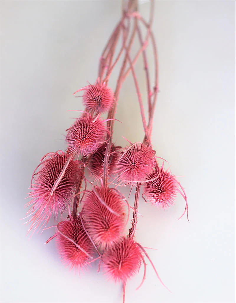 Dried Spray Cardistella  - Frosted Pink Bunch, 60 cm