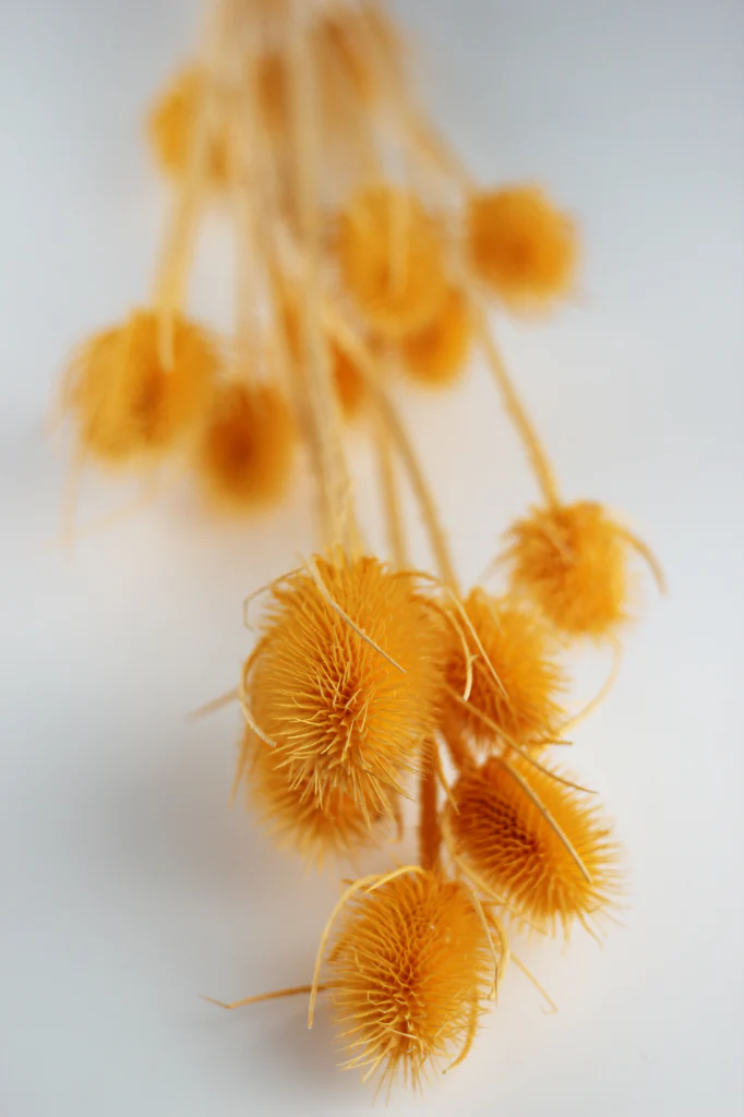 Dried Spray Cardistella  - Salmon Bunch, 60 cm