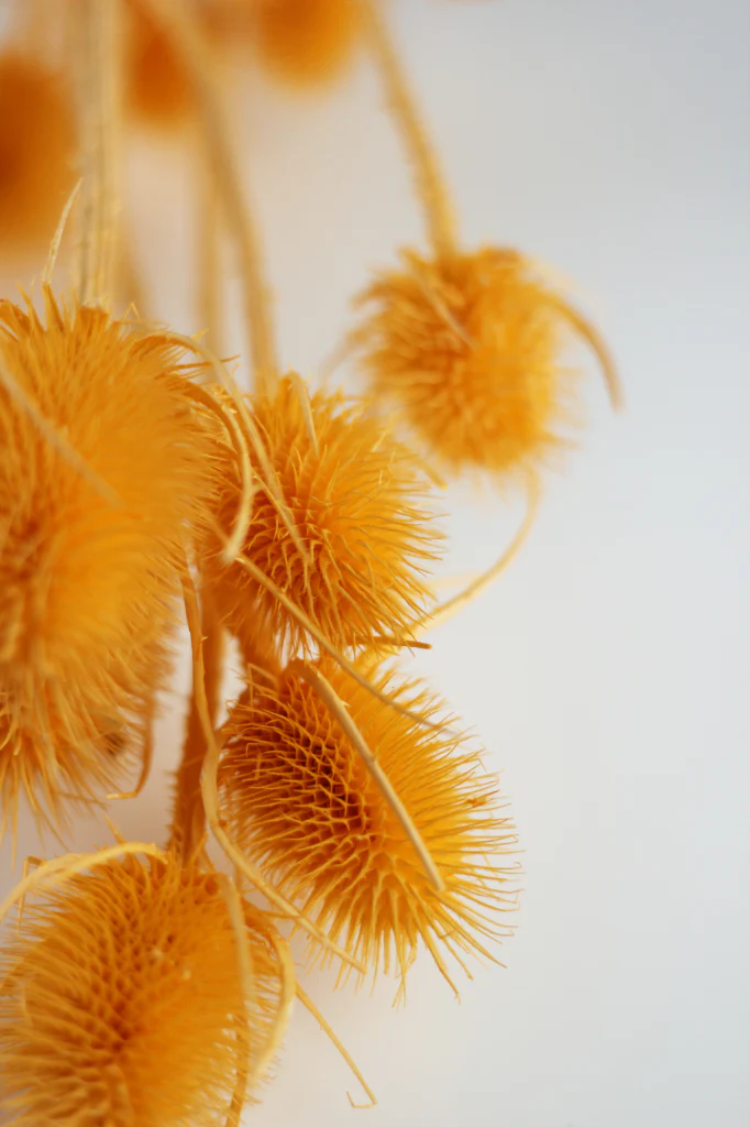 Dried Spray Cardistella  - Salmon Bunch, 60 cm - Image 2