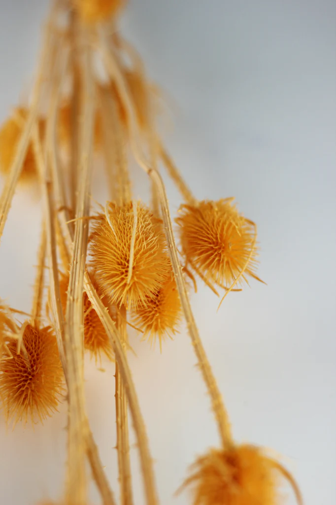 Dried Spray Cardistella  - Salmon Bunch, 60 cm - Image 3