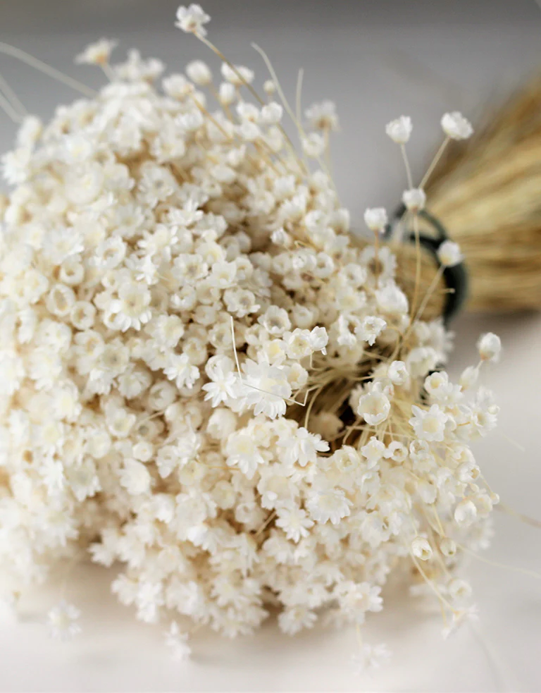 Dried Star Flower Glixia Flowers - Bleached Bunch, 35 cm - Image 2