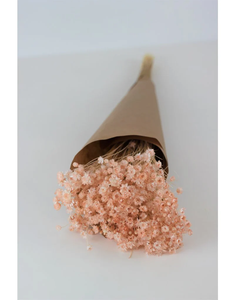 Dried Star Flower Glixia - Peach/ Salmon Bunch, 50 cm