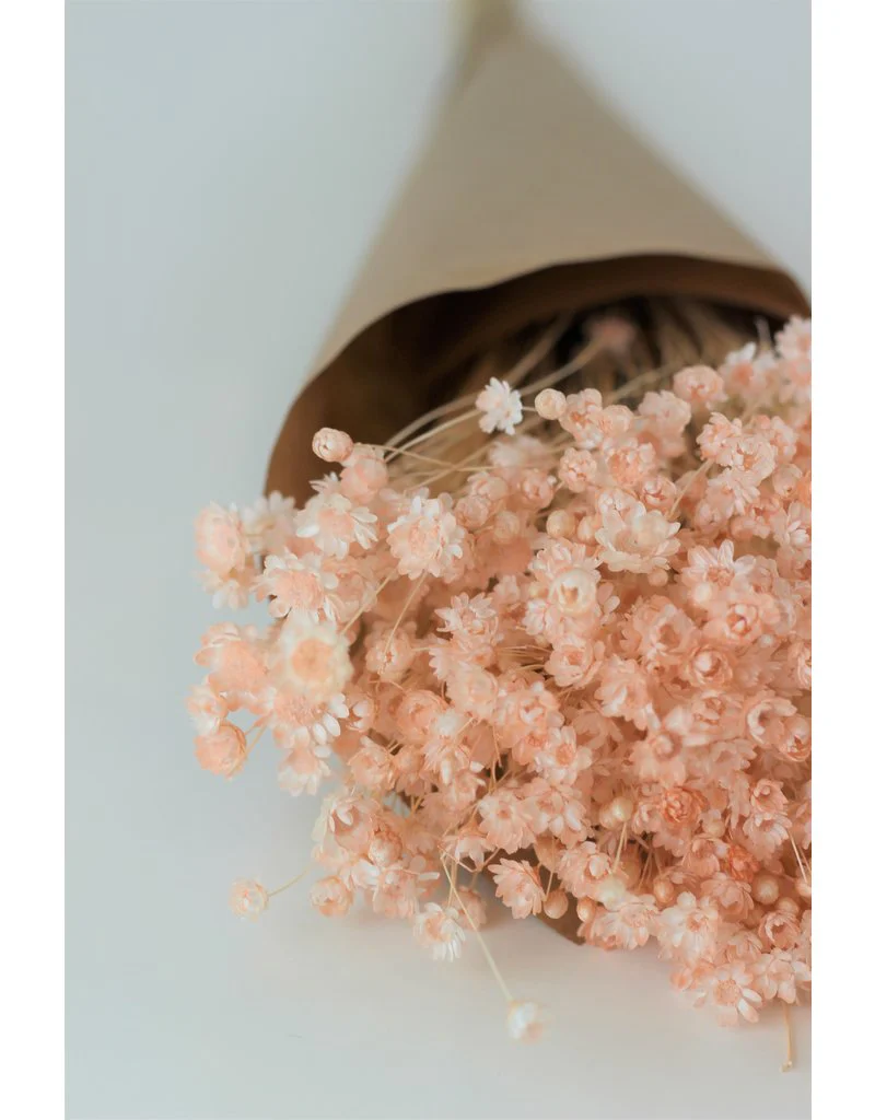 Dried Star Flower Glixia - Peach/ Salmon Bunch, 50 cm - Image 2