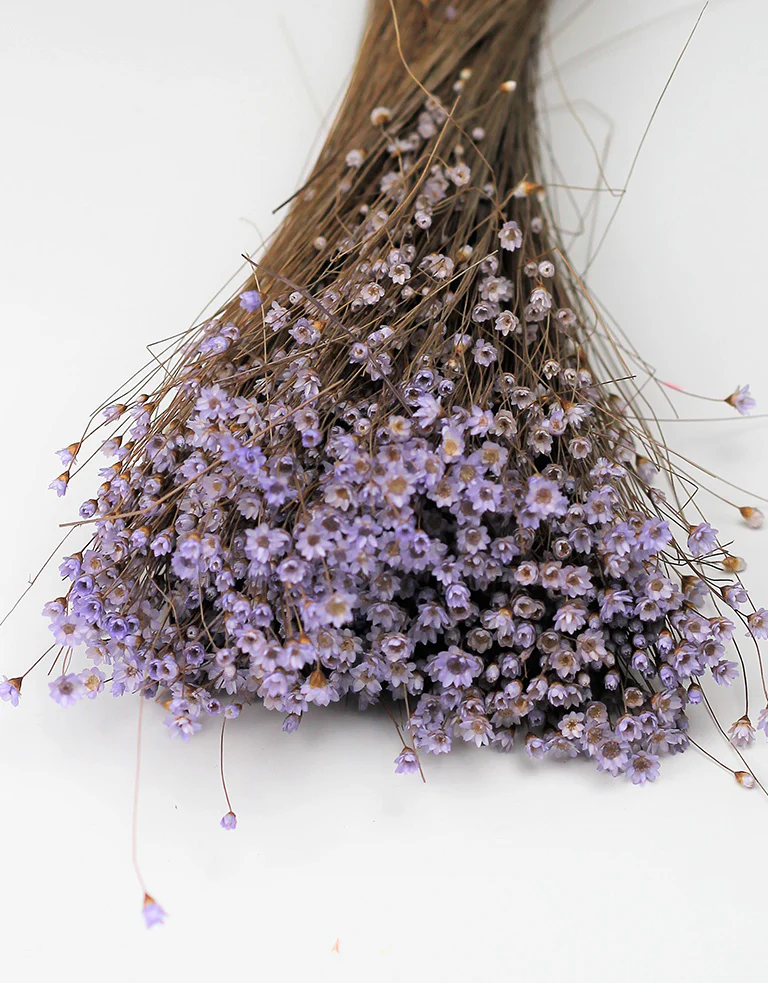 Dried Star Flower Glixia - Lilac Bunch,25 cm - Image 3