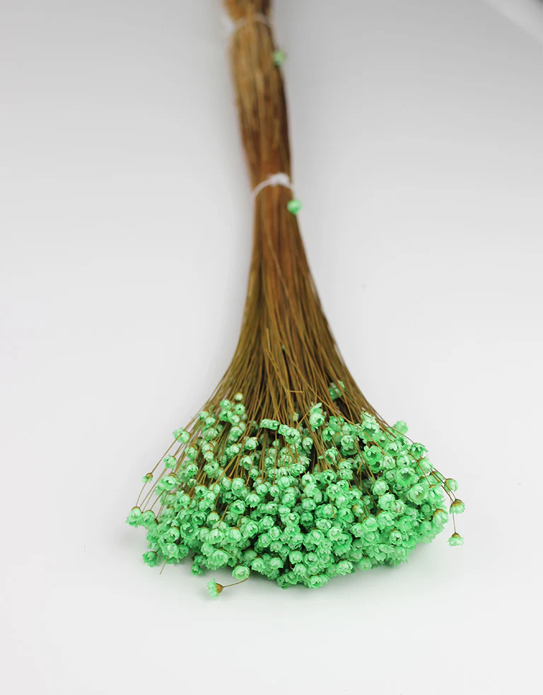 Dried Star Flower Glixia - Mint Green Bunch, 50 cm