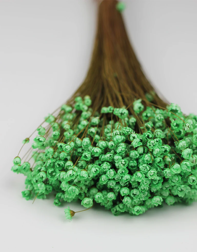 Dried Star Flower Glixia - Mint Green Bunch, 50 cm - Image 3