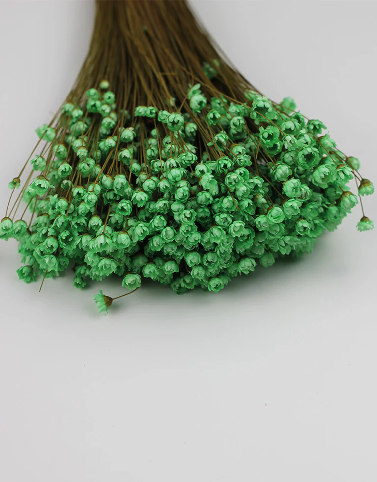 Dried Star Flower Glixia - Mint Green Bunch, 50 cm - Image 5