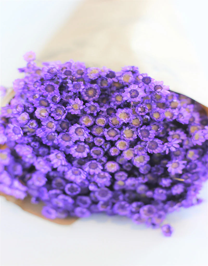 Dried Star Flower Glixia - Purple Bunch, 50 cm - Image 2