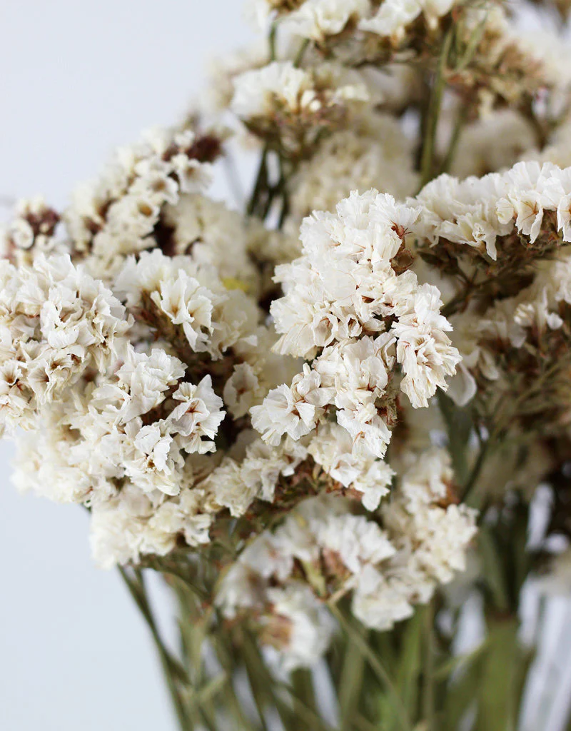 Dried Statice - White Bunch, 50 cm - Image 3