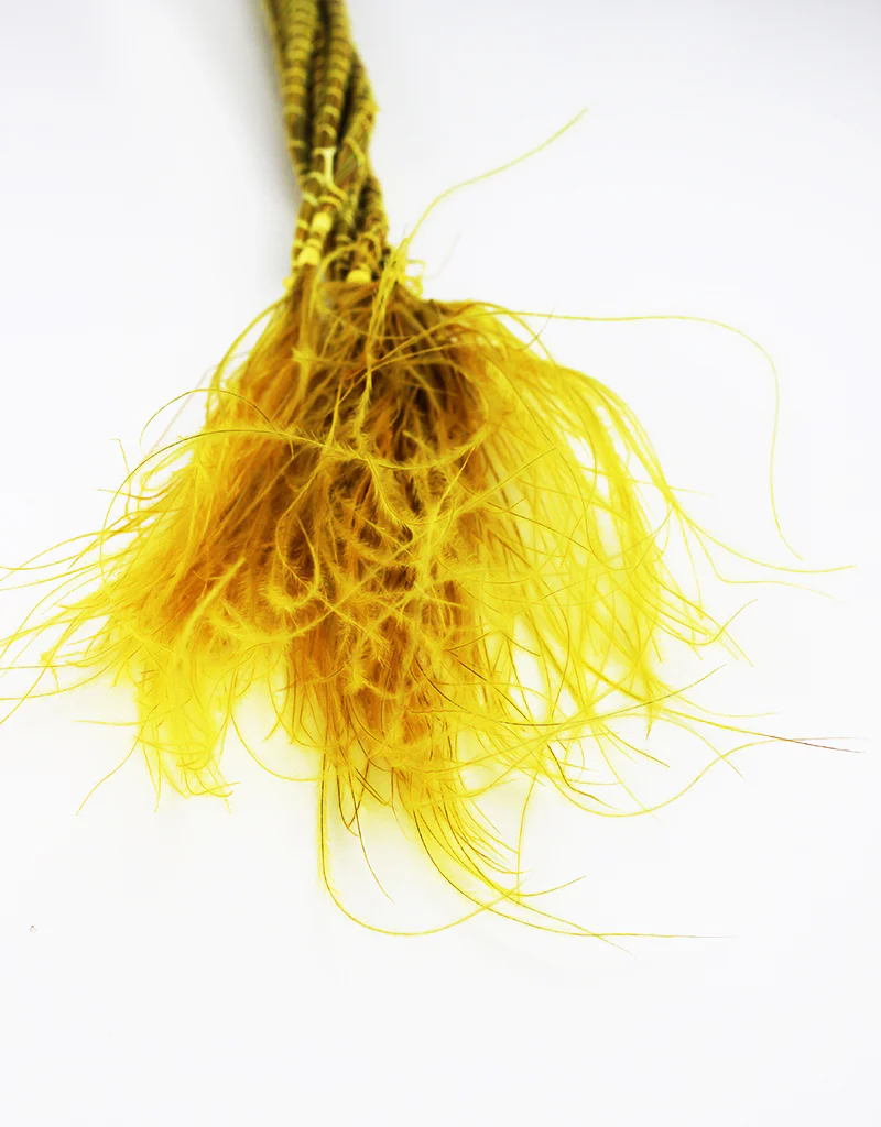Dried Stypha Penata - Yellow bunch, 60 cm