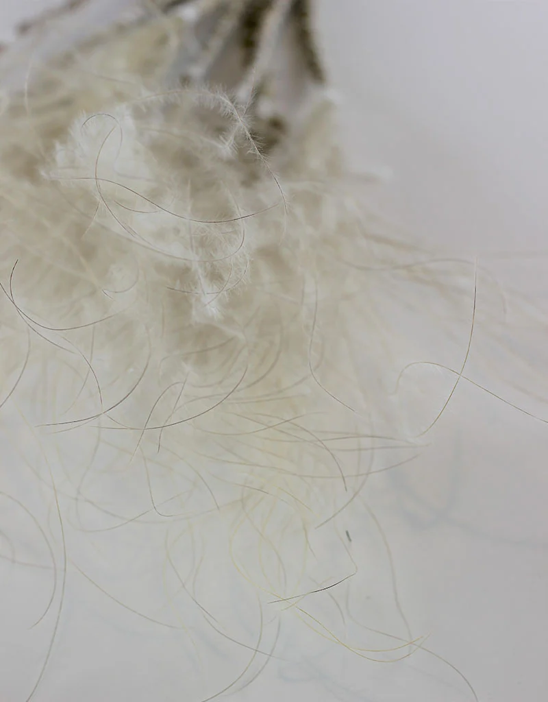 Dried Stypha Pennata Stipa Feather - Natural Bunch, 60 cm - Image 2