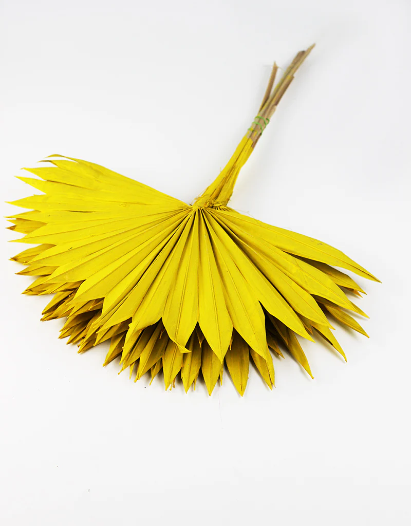 Dried Sun Palms - Yellow, 6 Stems, 50 cm - Image 3