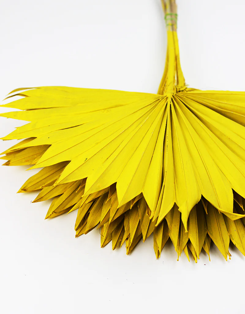 Dried Sun Palms - Yellow, 6 Stems, 50 cm - Image 4