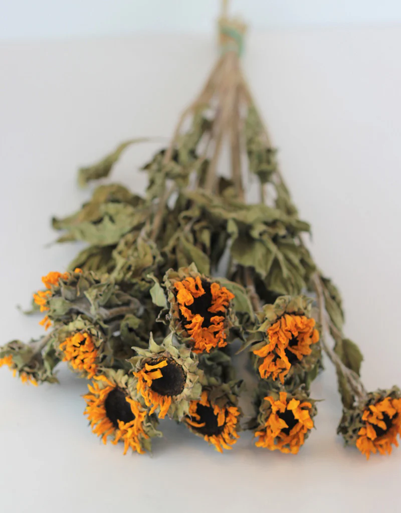 Mini Dried Sunflowers - Yellow Bunch, 10 Stems, 70 cm
