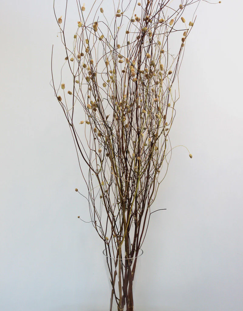 Dried Sweet Scabiosa - Natural Bunch, 65 cm