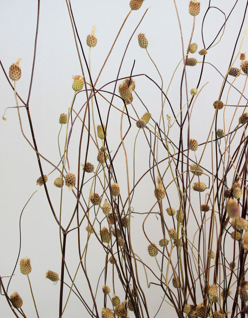 Dried Sweet Scabiosa - Natural Bunch, 65 cm - Image 4