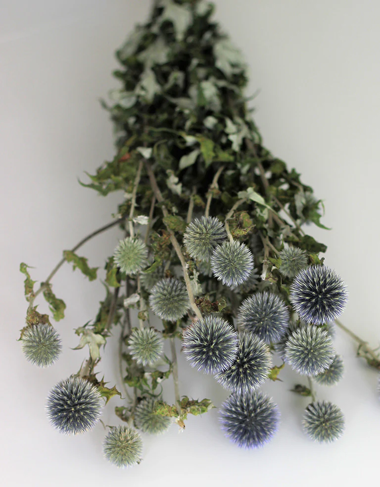 Dried Thistle Echinops Flowers - Globe Thistle, Blue Bunch, 70 cm