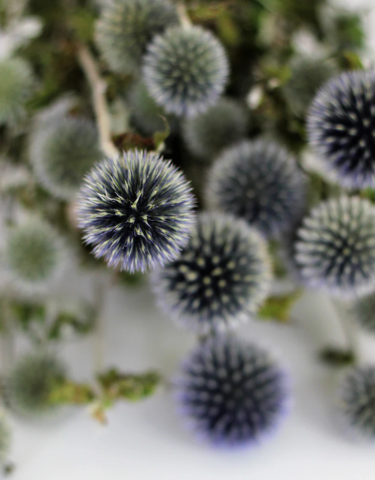 Dried Thistle Echinops Flowers - Globe Thistle, Blue Bunch, 70 cm - Image 2