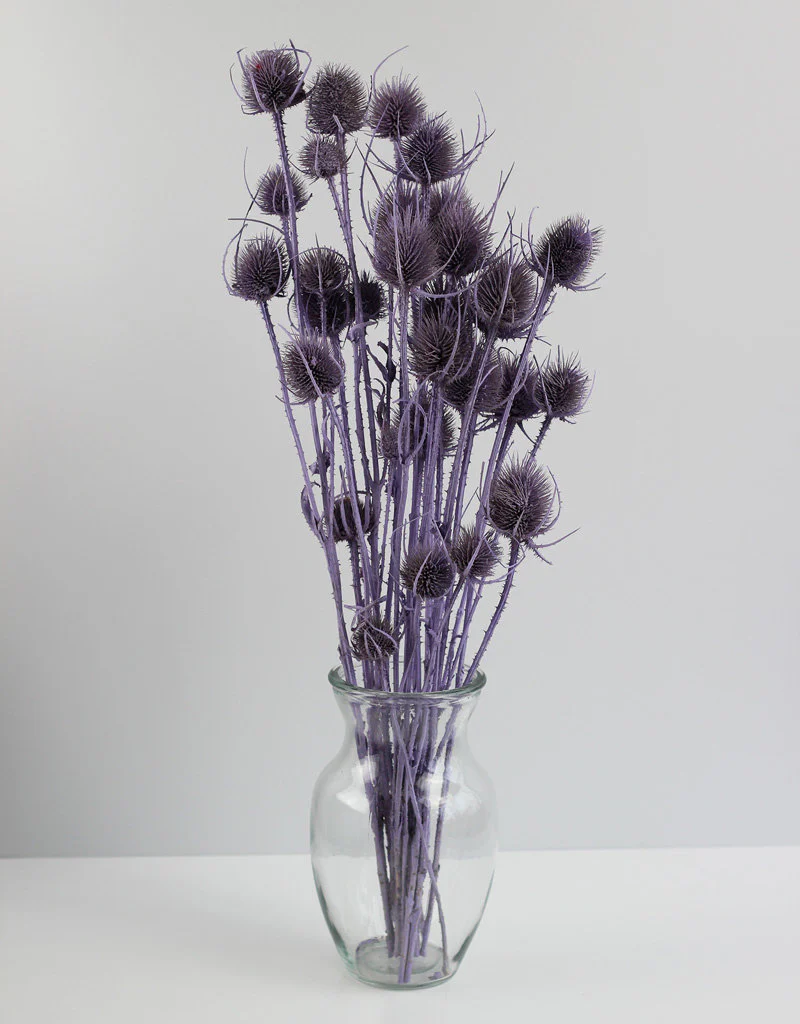 Dried Cardistella Thistle - Lilac Bunch, 60 cm