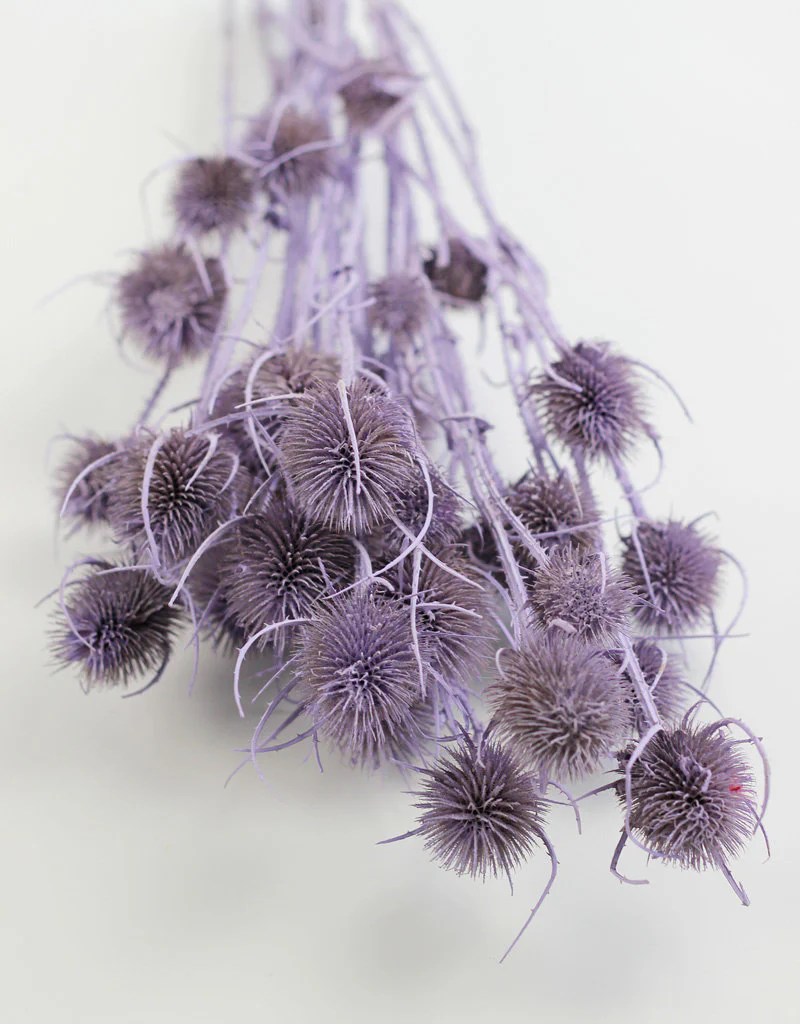 Dried Cardistella Thistle - Lilac Bunch, 60 cm - Image 2