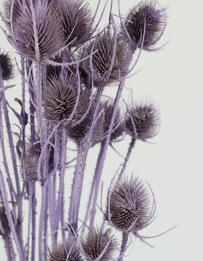 Dried Cardistella Thistle - Lilac Bunch, 60 cm - Image 3