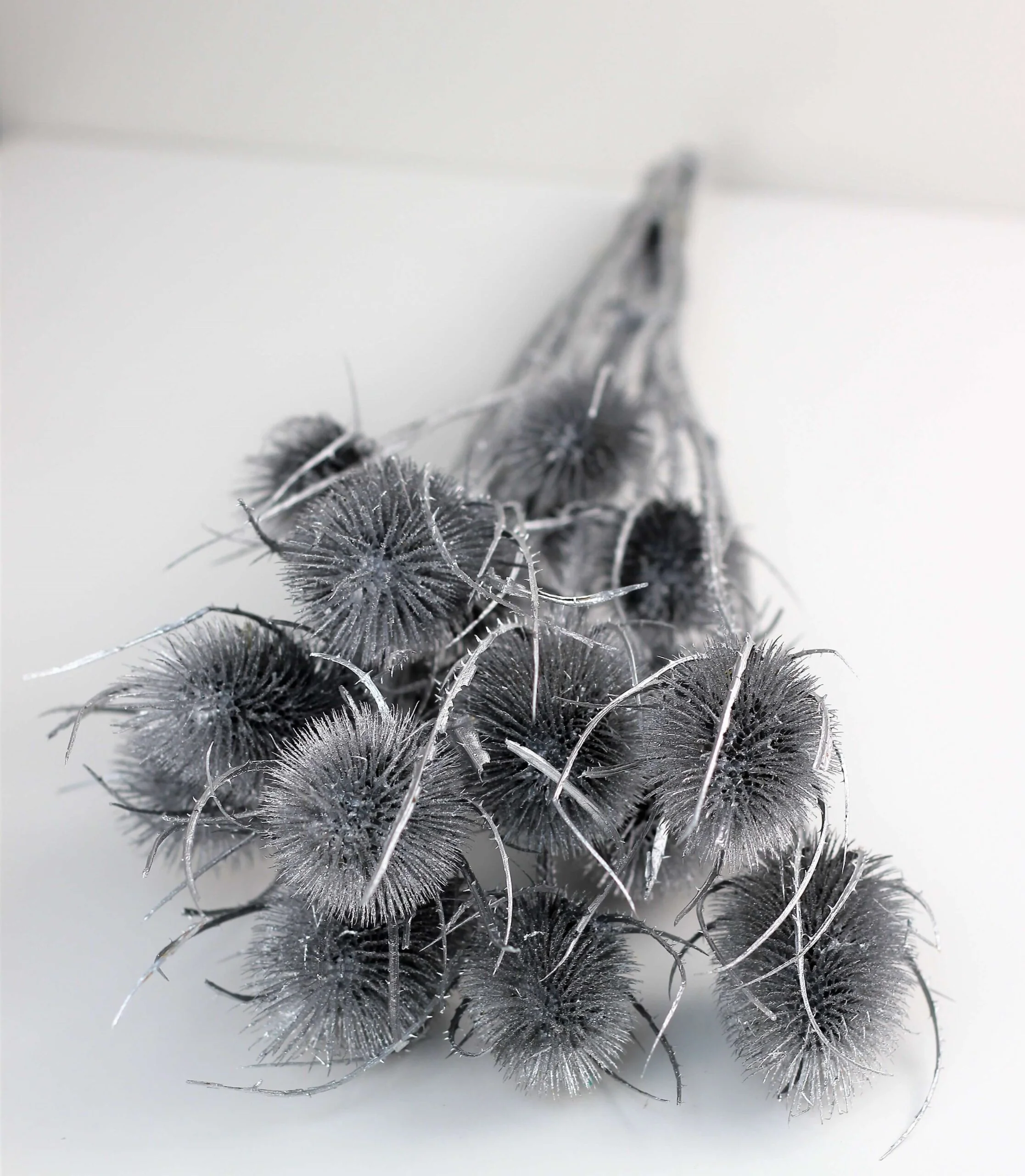 Dried Thistle - Silver Bunch, 60 cm