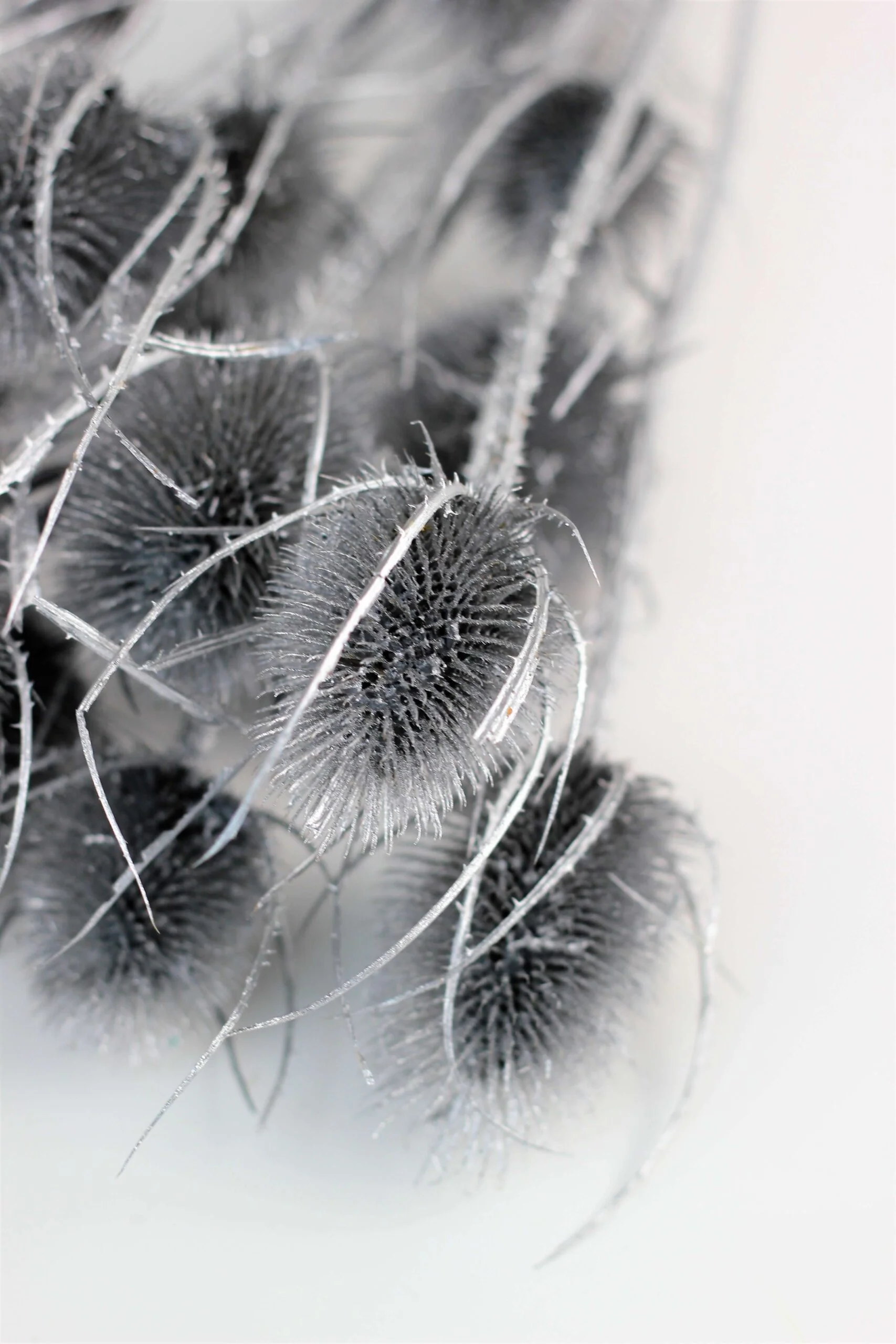 Dried Thistle - Silver Bunch, 60 cm - Image 3