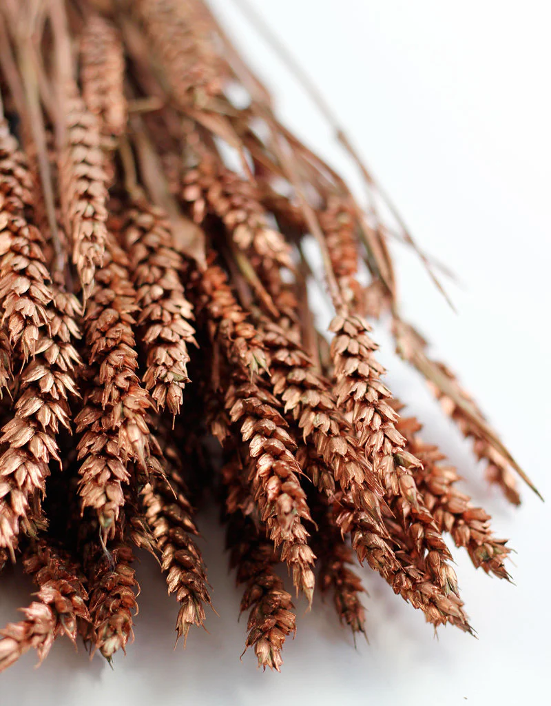 Dried Triticum (Wheat) - Copper Bunch, 65 cm - Image 2