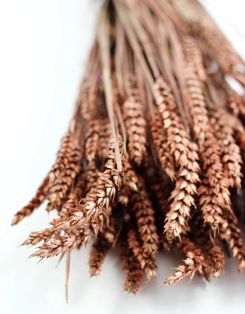 Dried Triticum (Wheat) - Copper Bunch, 65 cm - Image 3