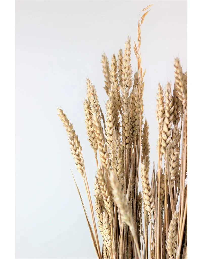 Dried Triticum (Wheat) - Frosted White Bunch, 70 cm - Image 2
