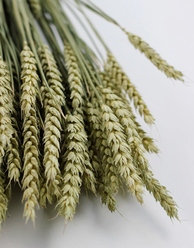 Dried Triticum (Wheat) - Natural Bunch, 60 cm