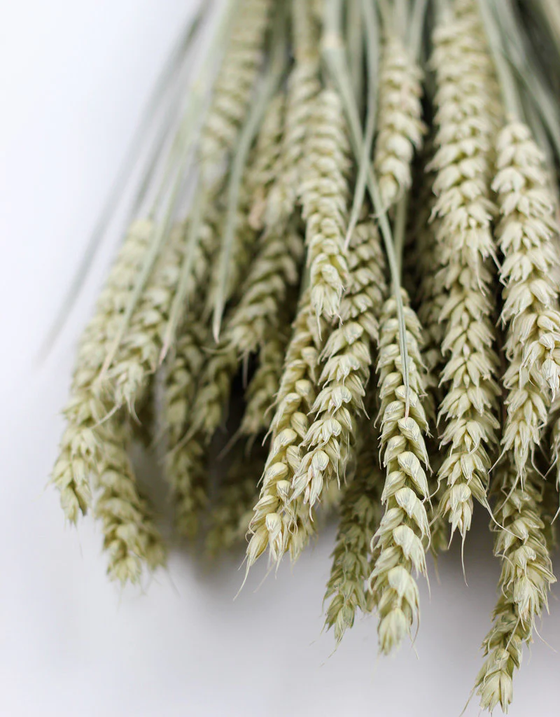 Dried Triticum (Wheat) - Natural Bunch, 60 cm - Image 2