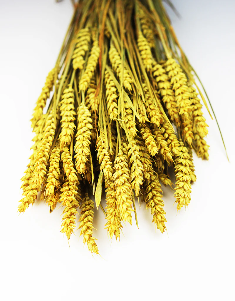 Dried Triticum (Wheat) -Yellow Bunch, 60 cm