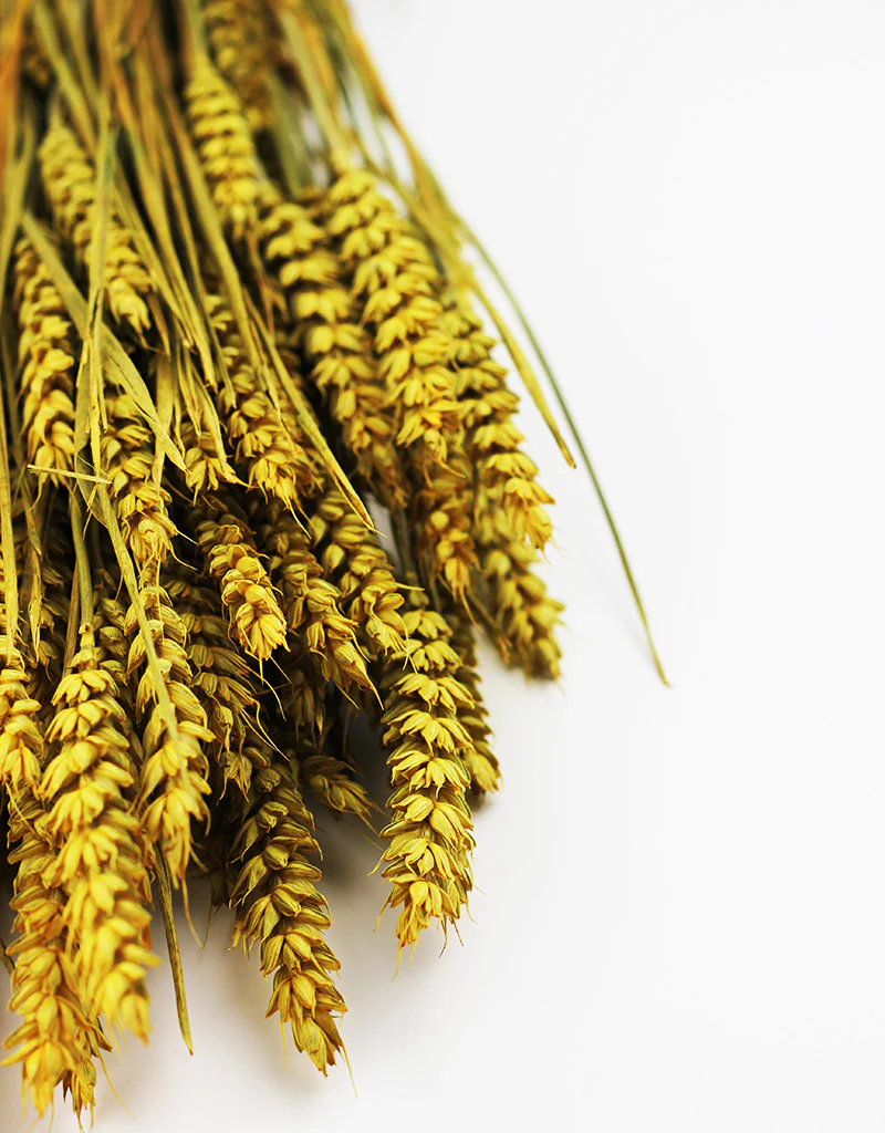 Dried Triticum (Wheat) -Yellow Bunch, 60 cm - Image 3
