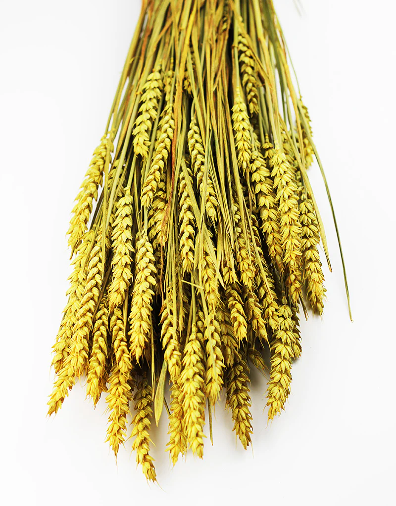 Dried Triticum (Wheat) -Yellow Bunch, 60 cm - Image 4