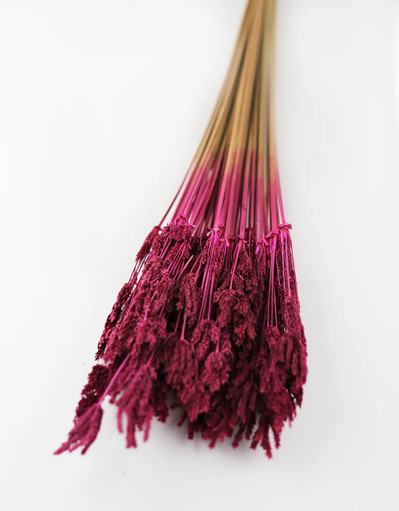 Dried Umbrella Sedge Bunch - Cerise Pink, 55 cm