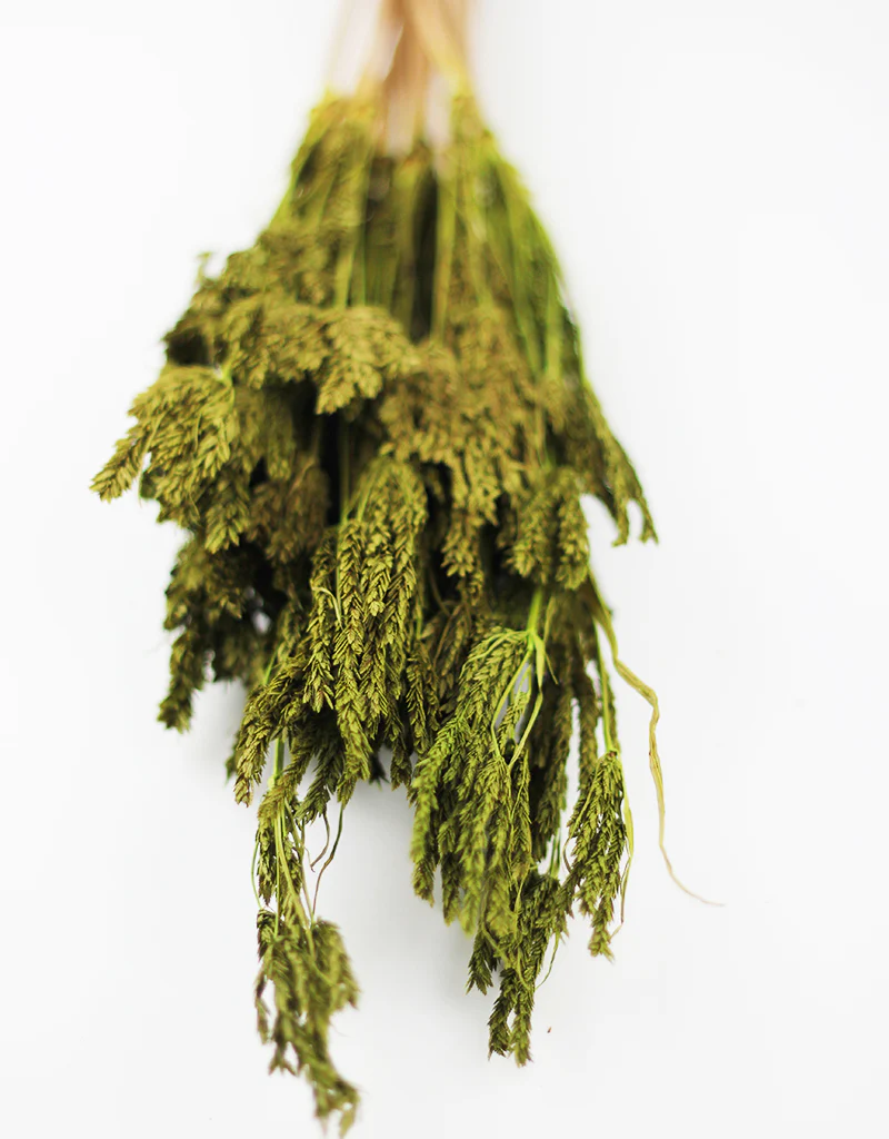 Dried Umbrella Sedge Bunch - Green, 55 cm
