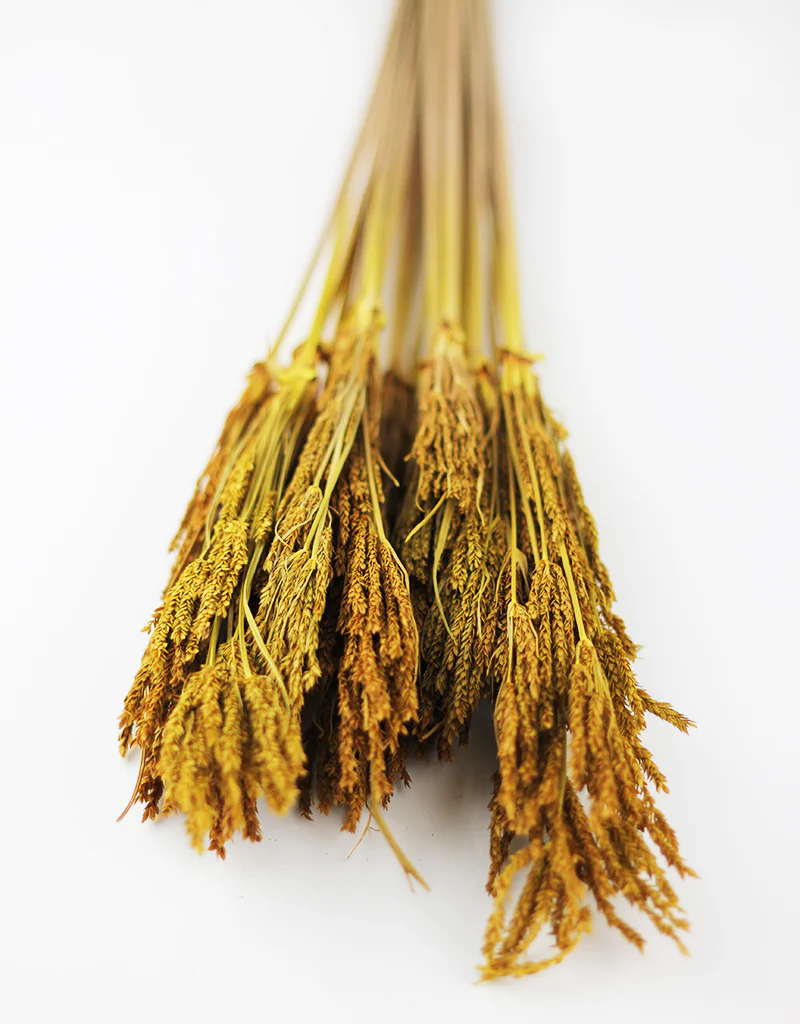 Dried Umbrella Sedge Bunch - Ochre Yellow, 55 cm