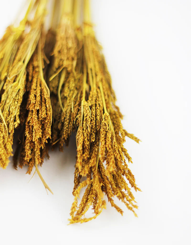 Dried Umbrella Sedge Bunch - Ochre Yellow, 55 cm - Image 3
