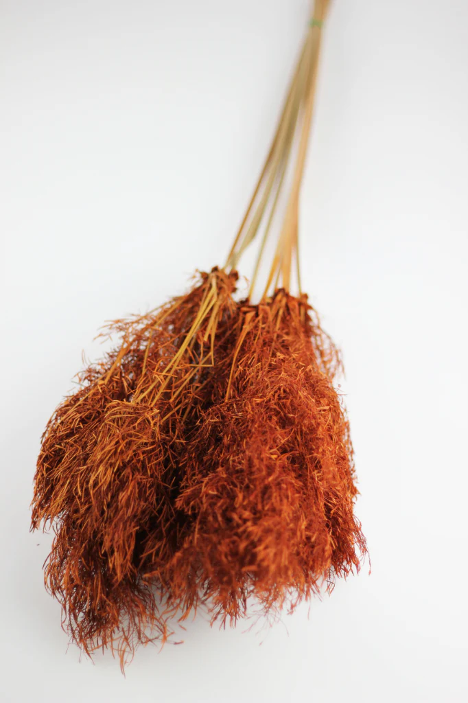Dried Umbrella Sedge Bunch - Orange, 60 cm