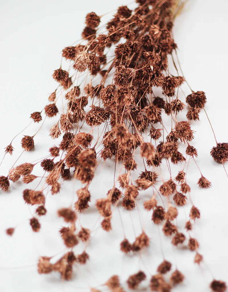 Dried Weeping Bamboo bunch - Copper, 60cm
