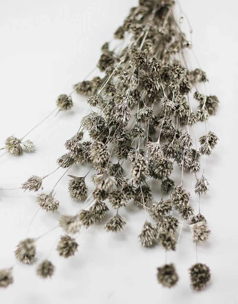 Dried Weeping Bamboo bunch - Platinum, 60cm