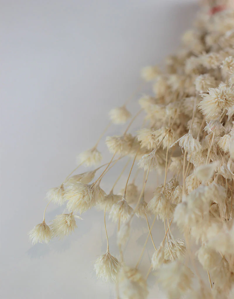 Dried Weeping Bamboo - Bleached Bunch, 45 cm - Image 3